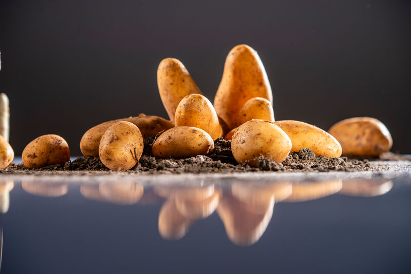 liegende Kartoffel vor stehenden und liegenden Kartoffeln auf Erde